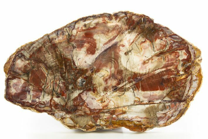 Colorful Petrified Wood Slab - Weird Grain Patterns #327311